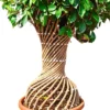 Buy Netted Twisted Ficus (Ficus Benjamina) - Plant from nursery nisarga