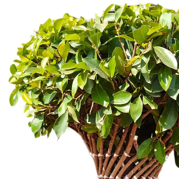 Buy Netted Twisted Ficus (Ficus Benjamina) - Plant from nursery nisarga