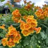 Buy Tecoma Dwarf Bicolor – Plant from Nursery Niisarga