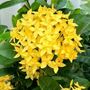 Buy Dwarf Ixora "Ixora Coccinea" - Plant from Nursery Nisarga