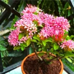 Buy Dwarf Ixora "Ixora Coccinea" - Plant from Nursery Nisarga