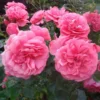Buy Rose "Rosa Charisma" - Plant nursery nisarga