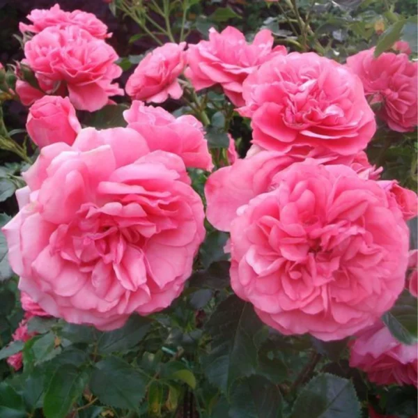 Buy Rose "Rosa Charisma" - Plant nursery nisarga
