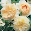 Buy Rose "Rosa Charisma" - Plant nursery nisarga