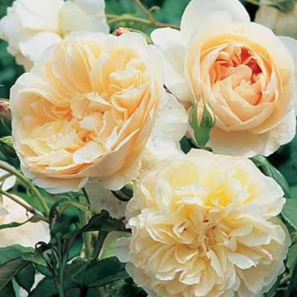 Buy Rose "Rosa Charisma" - Plant nursery nisarga