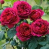 Buy Rose "Rosa Charisma" - Plant nursery nisarga