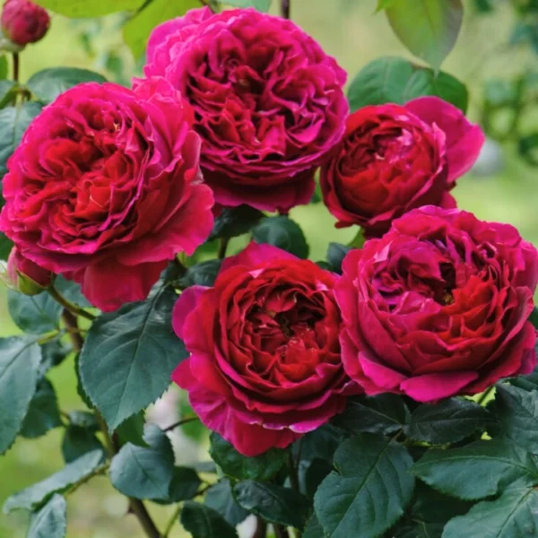 Buy Rose "Rosa Charisma" - Plant nursery nisarga