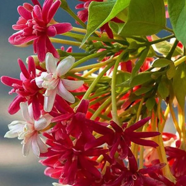Buy Madhumalti Dwarf "Double Petal" - Plant From Nursery Nisarga