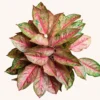 Buy Aglaonema "Marlin"- Plant from nursery nisarga