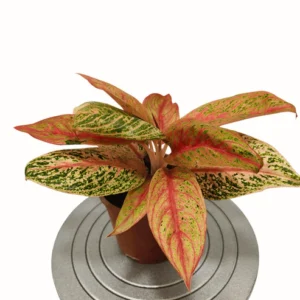 Buy Aglaonema "Marlin"- Plant from nursery nisarga