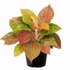 Buy Aglaonema "Prestige"- plant From Nursery Nisarga