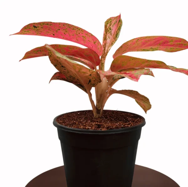 Buy Aglaonema "Prestige"- plant From Nursery Nisarga