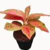 Buy Aglaonema "Prestige"- plant From Nursery Nisarga