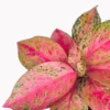 Buy Aglaonema "Prestige"- plant From Nursery Nisarga