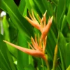 Buy Water Heliconia - Plant From Nursery Nisarga