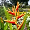 Buy Water Heliconia - Plant From Nursery Nisarga