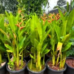 Buy Water Heliconia - Plant From Nursery Nisarga