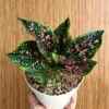 Buy Aglaonema "Pink Dalmatian" - Plant From Nursery Nisarga