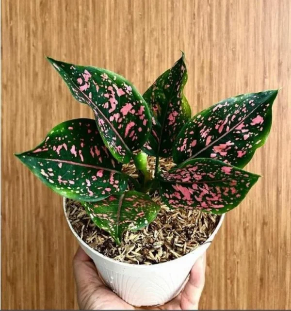 Buy Aglaonema "Pink Dalmatian" - Plant From Nursery Nisarga