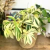Buy Costus Arabicus Variegata "Spiral Ginger" - Plant from nursery nisarga
