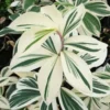 Buy Costus Arabicus Variegata "Spiral Ginger" - Plant from nursery nisarga