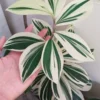 Buy Costus Arabicus Variegata "Spiral Ginger" - Plant from nursery nisarga