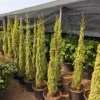 Buy Golden Pencil Pine (Cupressus Sempervirens) 'Swane's Golden' - Plant from Nursery Nisarga