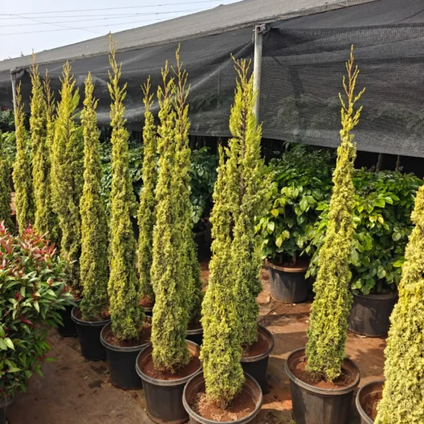 Buy Golden Pencil Pine (Cupressus Sempervirens) 'Swane's Golden' - Plant from Nursery Nisarga