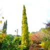 Buy Golden Pencil Pine (Cupressus Sempervirens) 'Swane's Golden' - Plant Nursery Nisarga