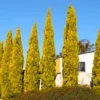 Buy Golden Pencil Pine (Cupressus Sempervirens) 'Swane's Golden' - Plant Nursery Nisarga
