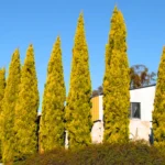 Buy Golden Pencil Pine (Cupressus Sempervirens) 'Swane's Golden' - Plant Nursery Nisarga
