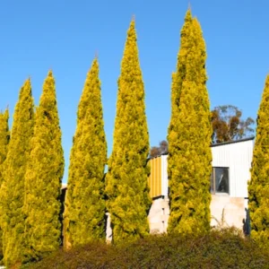 Buy Golden Pencil Pine (Cupressus Sempervirens) 'Swane's Golden' - Plant Nursery Nisarga