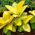Buy Rubber Plant "Golden" (Ficus Elastica) - Plant Nursery Nisarga