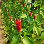 Buy Indian Head Ginger (Costus Spicatus) - Plant from nursery nisarga