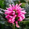 Buy Jacobinia Pink (Justicia Carnea) "Brazilian Plume" - Plant from nursery nisarga