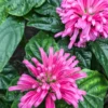 Buy Jacobinia Pink (Justicia Carnea) "Brazilian Plume" - Plant from nursery nisarga