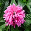 Buy Jacobinia Pink (Justicia Carnea) "Brazilian Plume" - Plant from nursery nisarga