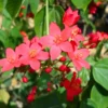 Buy Jatropha Integerrima Var Duck foot – Plant from nursery niisarga