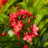 Buy Jatropha Integerrima Var Duck foot – Plant from nursery niisarga