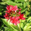 Buy Jatropha Integerrima Var Duck foot – Plant from nursery niisarga