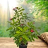 Buy Jatropha Integerrima Var Duck foot – Plant from nursery niisarga