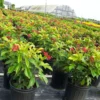 Buy Jatropha Integerrima Var Duck foot – Plant from nursery niisarga