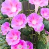 Buy Morning Golory Pink "Pomoea Carnea"- Plant from nursery nisarga