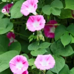 Buy Morning Golory Pink "Pomoea Carnea"- Plant from nursery nisarga