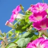 Buy Morning Golory Pink "Pomoea Carnea"- Plant from nursery nisarga