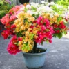 Buy Grafted Bougainvillea Plant ( Multicolour flowers) from nursery nisarga