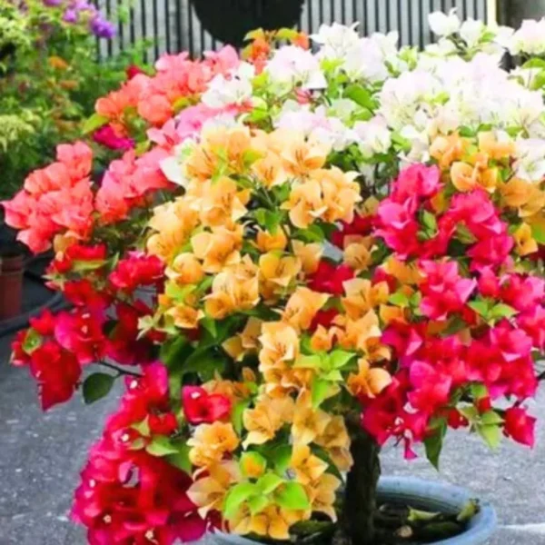 Buy Grafted Bougainvillea Plant ( Multicolour flowers) from nursery nisarga