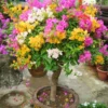 Buy Grafted Bougainvillea Plant ( Multicolour flowers) from nursery nisarga