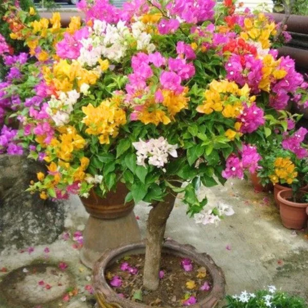 Buy Grafted Bougainvillea Plant ( Multicolour flowers) from nursery nisarga