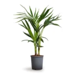 Buy Kentia Palm (Howea forsteriana) - Plant from Nursery Nisarga